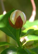 Magnolia_Bud